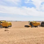 Blé dur : 1,6 million d’hectares à cultiver pour atteindre l’autosuffisance