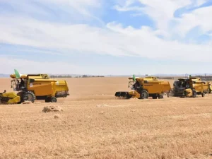 Blé dur : 1,6 million d’hectares à cultiver pour atteindre l’autosuffisance