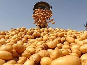 Pomme de terre: déstockage d’importantes quantités pour réguler le marché