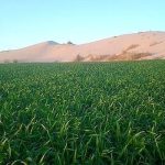 El Menia : Un nouveau pôle agricole de 20 000 ha en partenariat Algéro-Saoudien