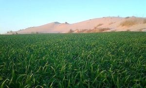 El Menia : Un nouveau pôle agricole de 20 000 ha en partenariat Algéro-Saoudien