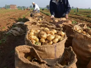 El Oued: plus de 11,5 millions de quintaux de pomme de terre d’arrière-saison prévus cette saison