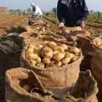 Pomme de terre hors-saison : Prevision de près de 15 millions de quintaux de production