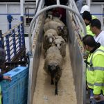 Importation de bétail pour l&rsquo;Aïd, exonérations fiscales et signal de méthode : La DGI boucle l&rsquo;application de la LF 2026