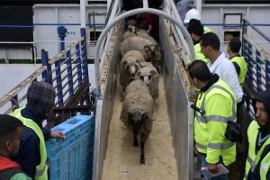 Importation de bétail pour l&rsquo;Aïd, exonérations fiscales et signal de méthode : La DGI boucle l&rsquo;application de la LF 2026