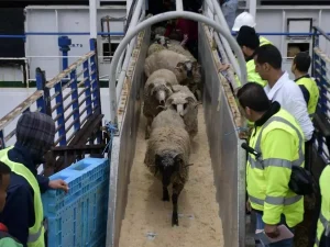 Aïd El-Adha: accélération du rythme d&rsquo;importation des moutons dès la semaine prochaine et jusqu&rsquo;au 20 mai