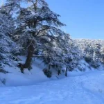 BMS : Chute de neige mardi et mercredi sur les reliefs dépassant 1000m dans des wilayas du Centre et l&rsquo;Est