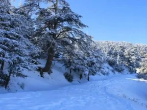 BMS : Chute de neige mardi et mercredi sur les reliefs dépassant 1000m dans des wilayas du Centre et l&rsquo;Est