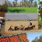 Énergie, crédit, tracteurs made in Algeria : trois ministres mobilisés pour une révolution agricole sans précédent