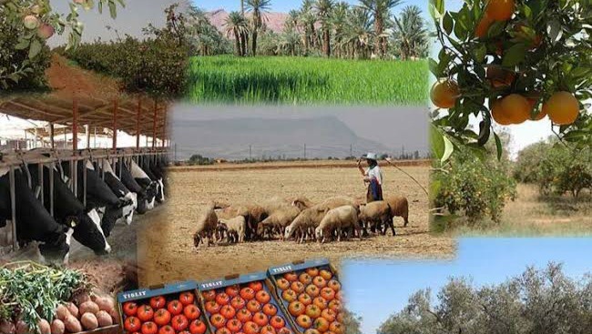 Énergie, crédit, tracteurs made in Algeria : trois ministres mobilisés pour une révolution agricole sans précédent