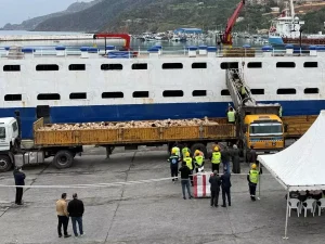 Arrivée au port de Tenès d’un nouveau lot de moutons en provenance d&rsquo;Espagne