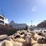 Des préparatifs intenses pour la réception et la vente des moutons importés en prévision de l&rsquo;Aïd El-Adha