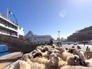 Des préparatifs intenses pour la réception et la vente des moutons importés en prévision de l&rsquo;Aïd El-Adha