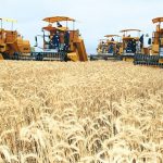 Agriculture : Timimoun récolte les fruits du partenariat algéro-italien