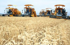 Agriculture : Timimoun récolte les fruits du partenariat algéro-italien