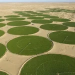 Ouargla, grenier du Sud : la révolution céréalière du Sahara