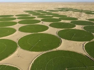 Ouargla, grenier du Sud : la révolution céréalière du Sahara