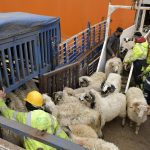 Graves dépassements dans l’opération d’importation des moutons pour l&rsquo;Aïd El-Adha : 13 mandats de dépôt sur fond de scandale de corruption