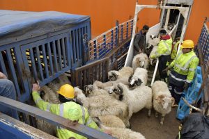 Graves dépassements dans l’opération d’importation des moutons pour l&rsquo;Aïd El-Adha : 13 mandats de dépôt sur fond de scandale de corruption