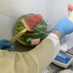 Les pastèques commercialisées ne présentent aucun risque pour la santé des consommateurs