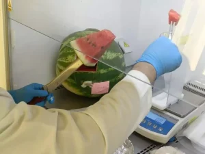 Les pastèques commercialisées ne présentent aucun risque pour la santé des consommateurs
